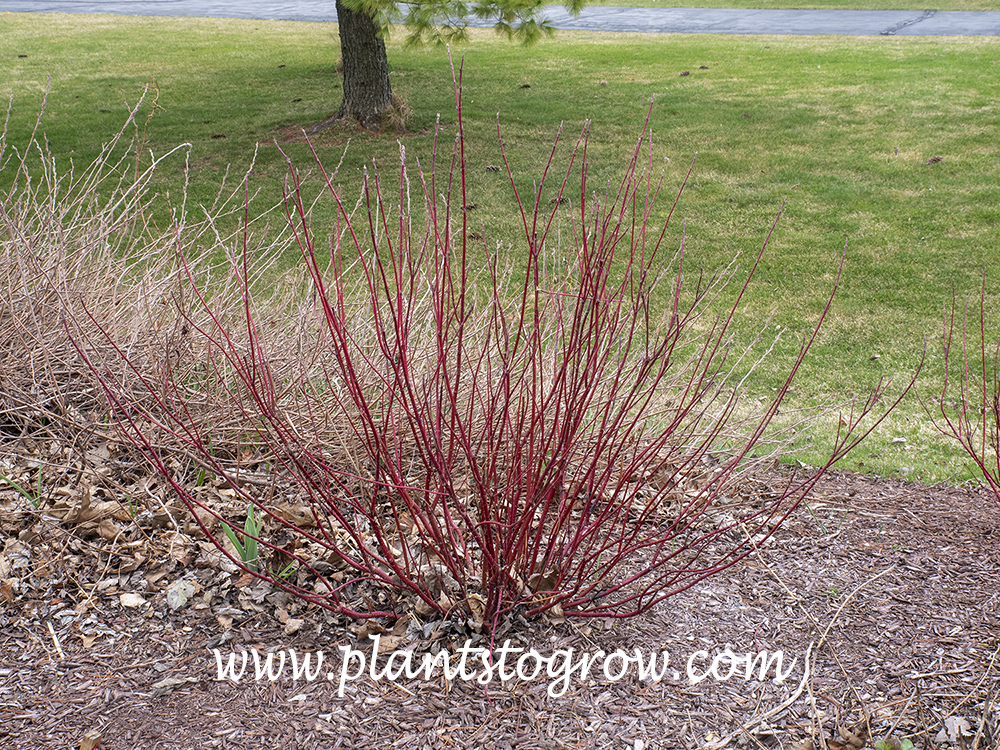Arctic Fire Red Twig Dogwood (Cornus baileyii Farrow) 
A two year old plant is about 3 1/2 foot tall by 4 feet spread.